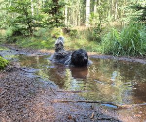 Schapendoes Miske-Prins van de Roeskebeer